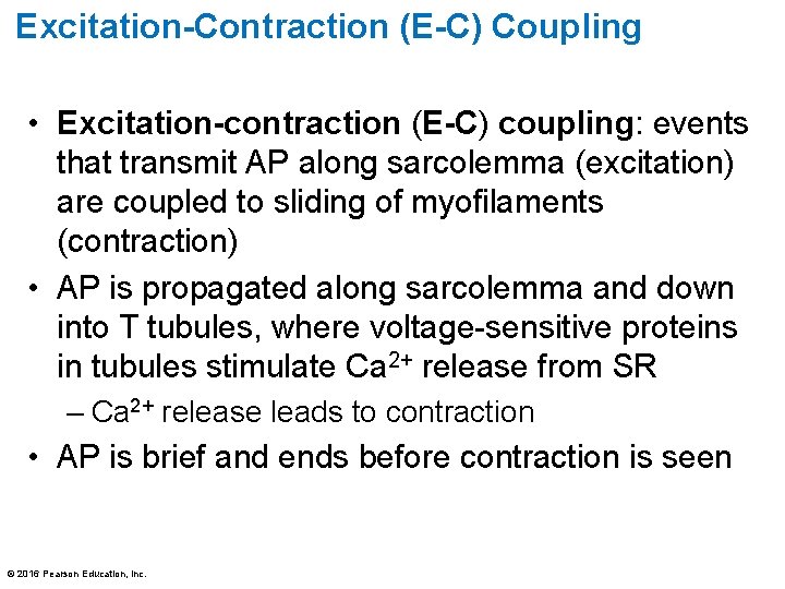 Excitation-Contraction (E-C) Coupling • Excitation-contraction (E-C) coupling: events that transmit AP along sarcolemma (excitation)