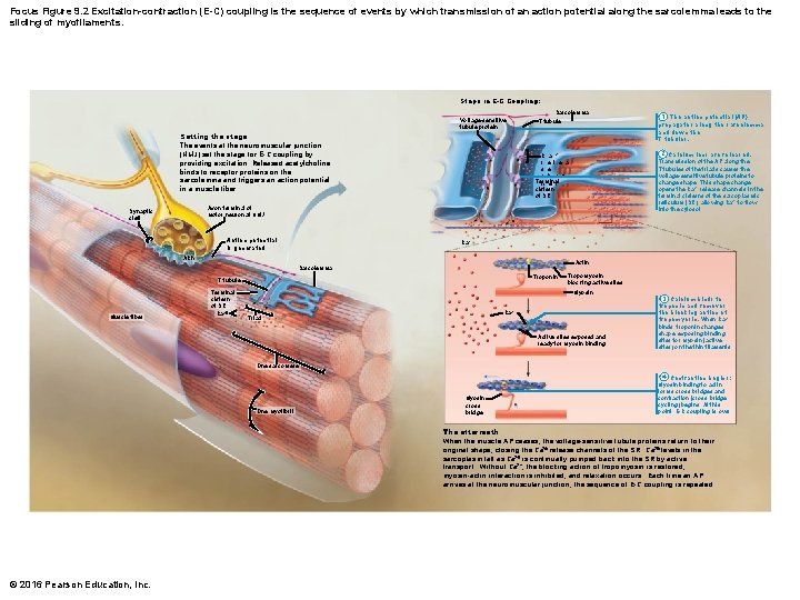 Focus Figure 9. 2 Excitation-contraction (E-C) coupling is the sequence of events by which