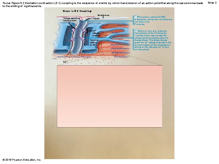 Focus Figure 9. 2 Excitation-contraction (E-C) coupling is the sequence of events by which