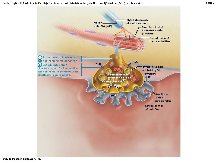 Slide 3 Focus Figure 9. 1 When a nerve impulse reaches a neuromuscular junction,