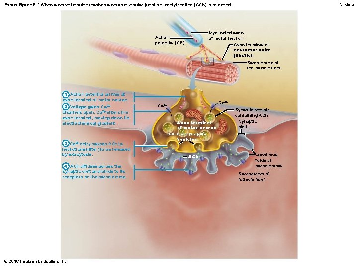 Slide 5 Focus Figure 9. 1 When a nerve impulse reaches a neuromuscular junction,