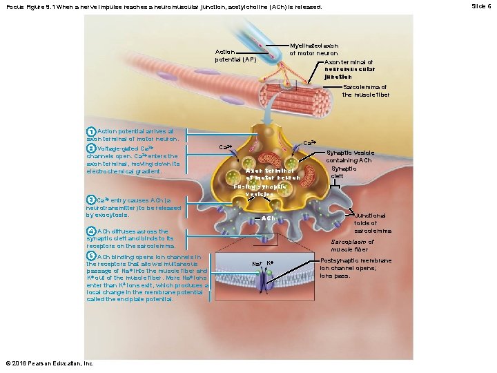 Slide 6 Focus Figure 9. 1 When a nerve impulse reaches a neuromuscular junction,