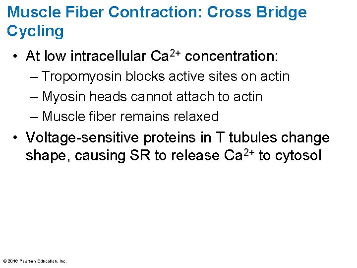 Muscle Fiber Contraction: Cross Bridge Cycling • At low intracellular Ca 2+ concentration: –