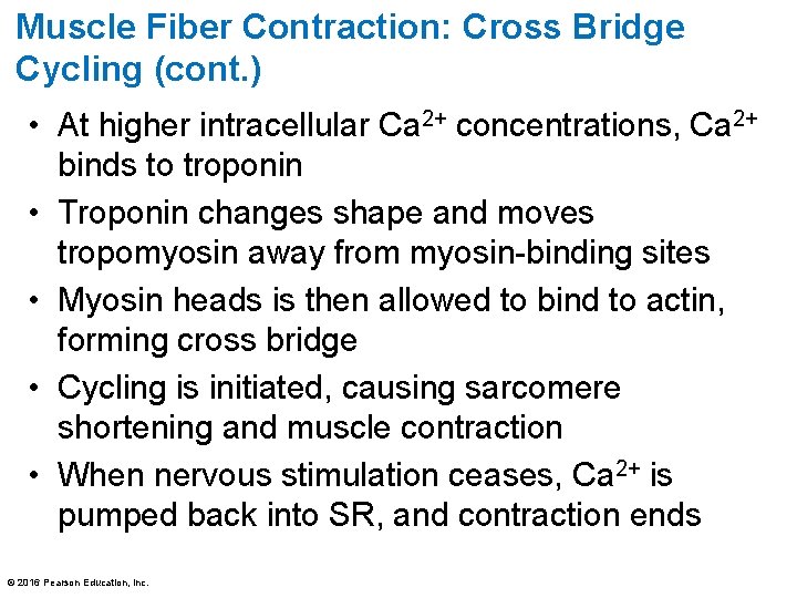 Muscle Fiber Contraction: Cross Bridge Cycling (cont. ) • At higher intracellular Ca 2+