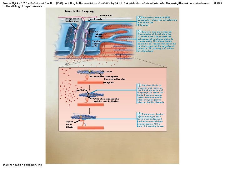 Focus Figure 9. 2 Excitation-contraction (E-C) coupling is the sequence of events by which