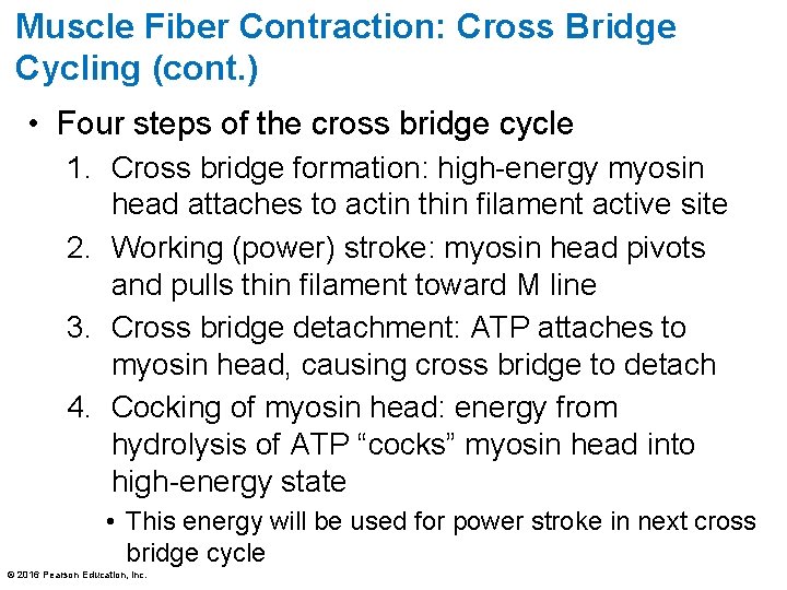 Muscle Fiber Contraction: Cross Bridge Cycling (cont. ) • Four steps of the cross