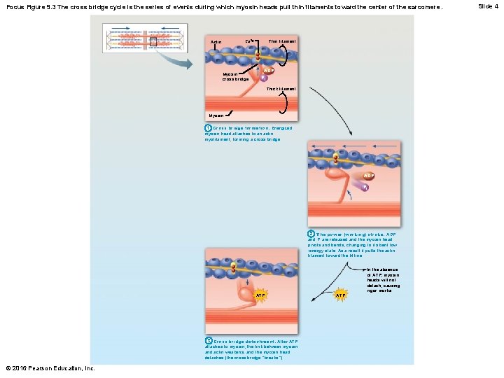 Focus Figure 9. 3 The cross bridge cycle is the series of events during