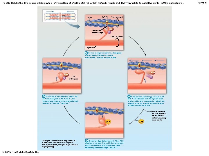 Focus Figure 9. 3 The cross bridge cycle is the series of events during