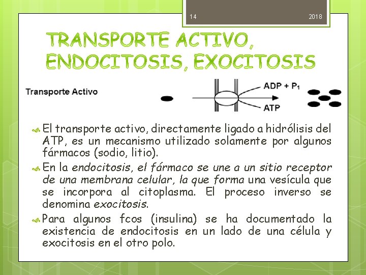 14 El 2018 transporte activo, directamente ligado a hidrólisis del ATP, es un mecanismo