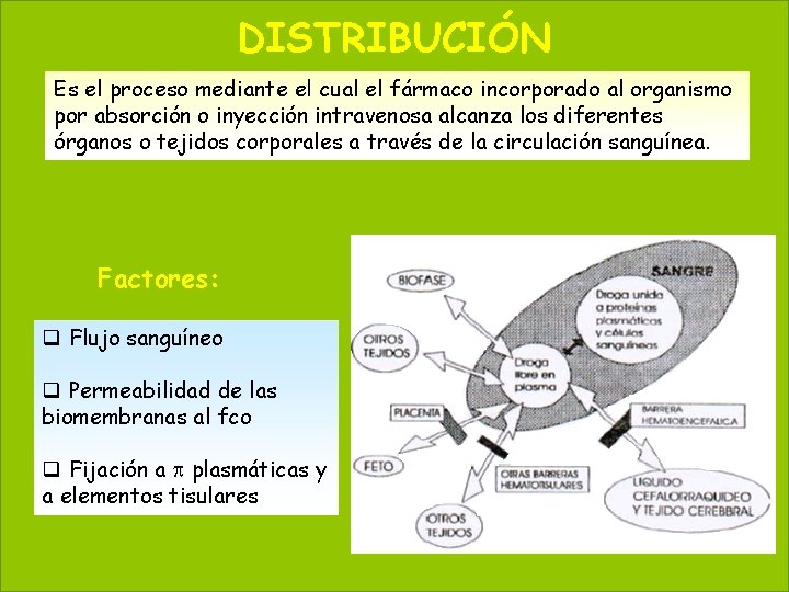 DISTRIBUCIÓN 20 May 20, 2021 Es el proceso mediante el cual el fármaco incorporado