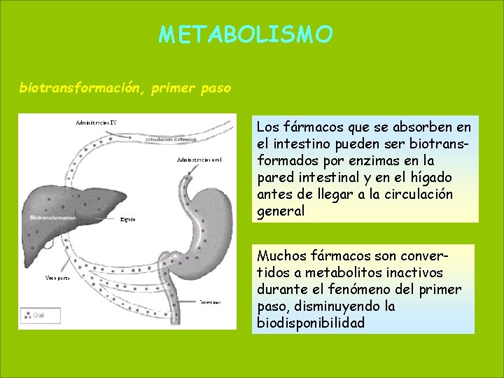 METABOLISMO 43 May 20, 2021 biotransformación, primer paso Los fármacos que se absorben en