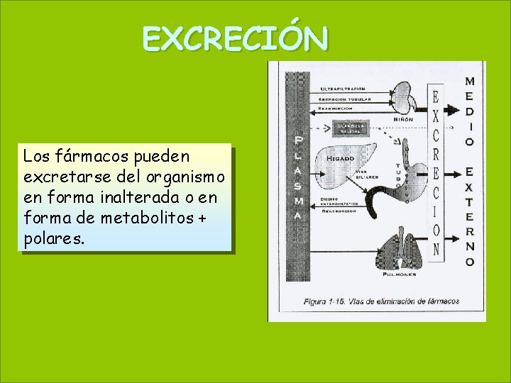 EXCRECIÓN 44 Los fármacos pueden excretarse del organismo en forma inalterada o en forma