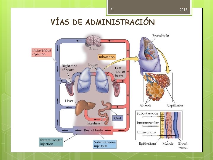 5 VÍAS DE ADMINISTRACIÓN 2018 