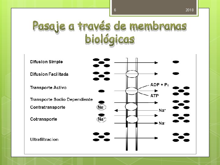 6 2018 Pasaje a través de membranas biológicas 