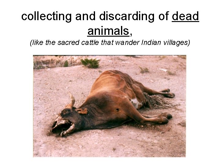 collecting and discarding of dead animals, (like the sacred cattle that wander Indian villages) collecting and discarding of dead animals, (like the sacred cattle that wander Indian villages)