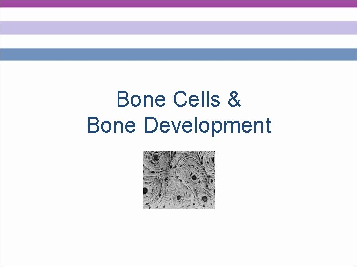 Bone Cells & Bone Development 