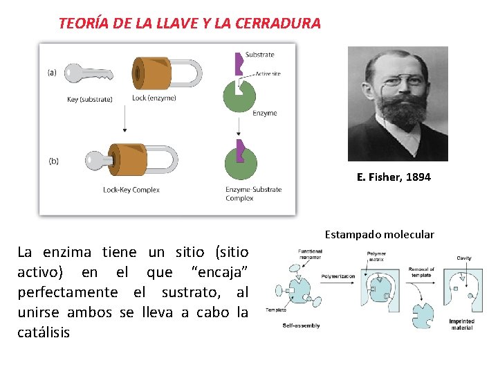 TEORÍA DE LA LLAVE Y LA CERRADURA E. Fisher, 1894 La enzima tiene un TEORÍA DE LA LLAVE Y LA CERRADURA E. Fisher, 1894 La enzima tiene un