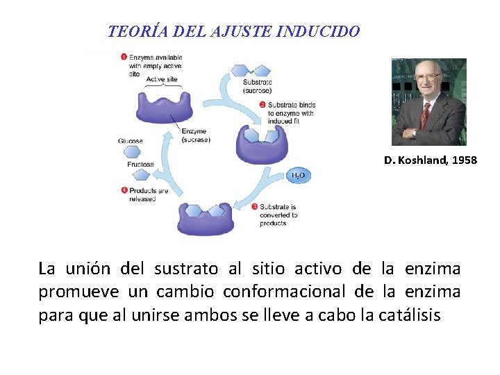 TEORÍA DEL AJUSTE INDUCIDO D. Koshland, 1958 La unión del sustrato al sitio activo TEORÍA DEL AJUSTE INDUCIDO D. Koshland, 1958 La unión del sustrato al sitio activo