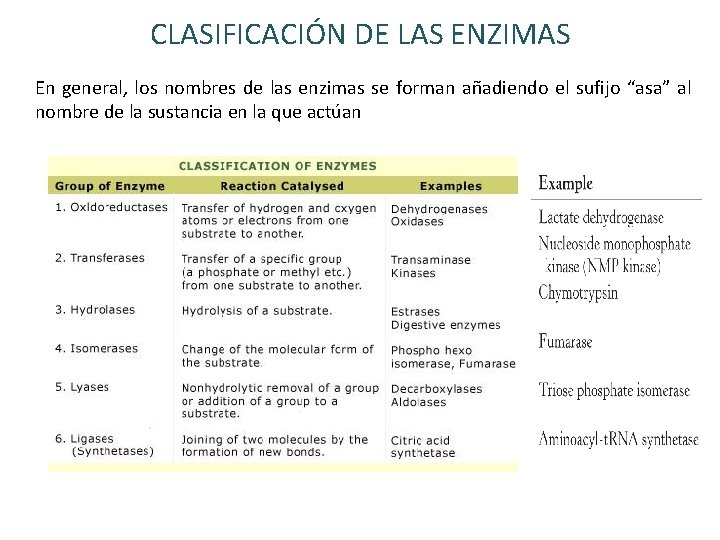 CLASIFICACIÓN DE LAS ENZIMAS En general, los nombres de las enzimas se forman añadiendo CLASIFICACIÓN DE LAS ENZIMAS En general, los nombres de las enzimas se forman añadiendo