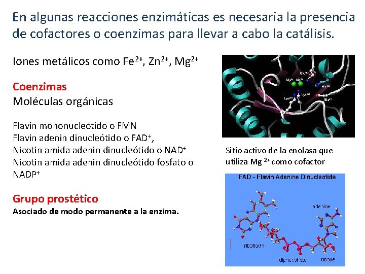 En algunas reacciones enzimáticas es necesaria la presencia de cofactores o coenzimas para llevar En algunas reacciones enzimáticas es necesaria la presencia de cofactores o coenzimas para llevar