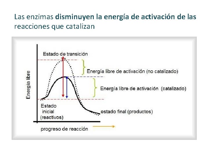 Las enzimas disminuyen la energía de activación de las reacciones que catalizan Las enzimas disminuyen la energía de activación de las reacciones que catalizan