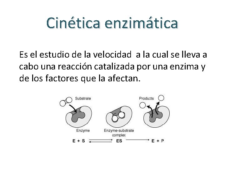 Cinética enzimática Es el estudio de la velocidad a la cual se lleva a Cinética enzimática Es el estudio de la velocidad a la cual se lleva a