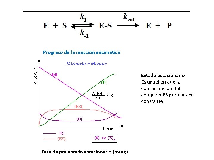 Progreso de la reacción enzimática Estado estacionario Es aquel en que la concentración del Progreso de la reacción enzimática Estado estacionario Es aquel en que la concentración del
