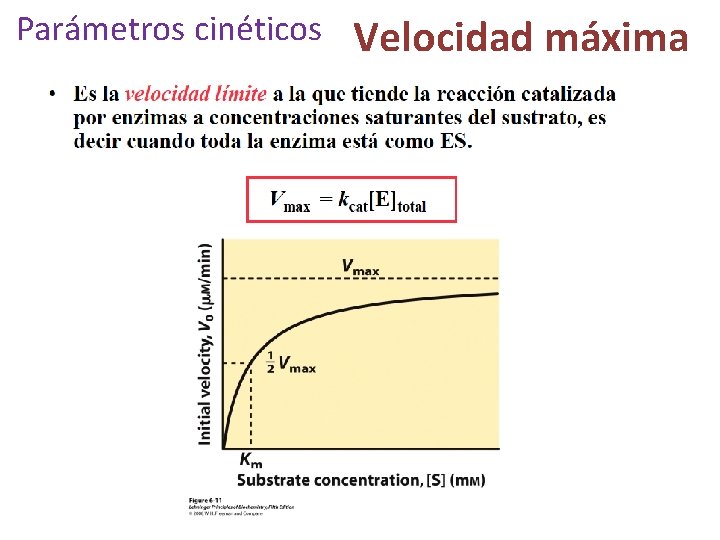 Parámetros cinéticos Velocidad máxima Parámetros cinéticos Velocidad máxima