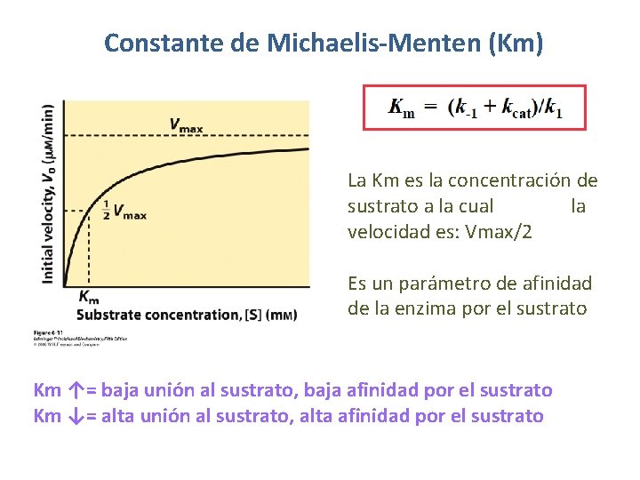 Constante de Michaelis-Menten (Km) La Km es la concentración de sustrato a la cual Constante de Michaelis-Menten (Km) La Km es la concentración de sustrato a la cual