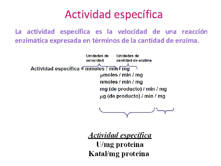 Actividad específica La actividad específica es la velocidad de una reacción enzimática expresada en Actividad específica La actividad específica es la velocidad de una reacción enzimática expresada en