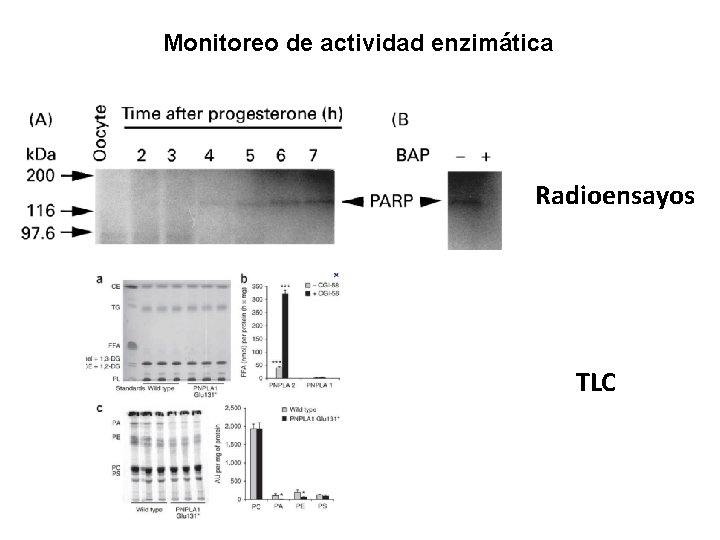 Monitoreo de actividad enzimática Radioensayos TLC Monitoreo de actividad enzimática Radioensayos TLC