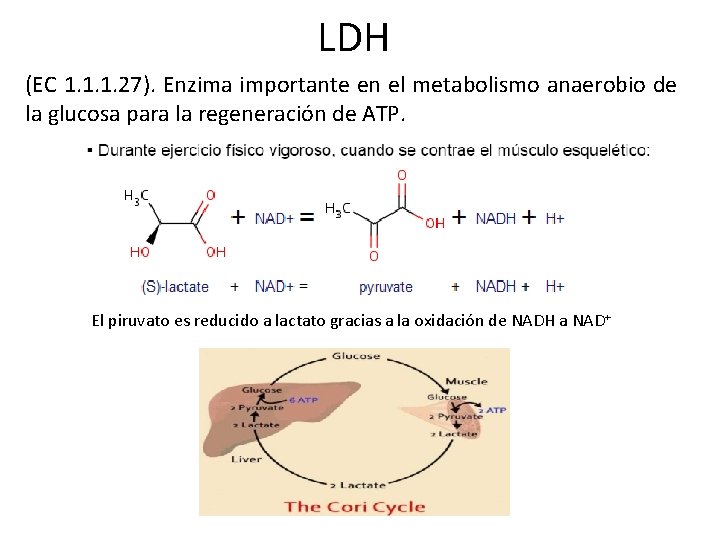 LDH (EC 1. 1. 1. 27). Enzima importante en el metabolismo anaerobio de la LDH (EC 1. 1. 1. 27). Enzima importante en el metabolismo anaerobio de la