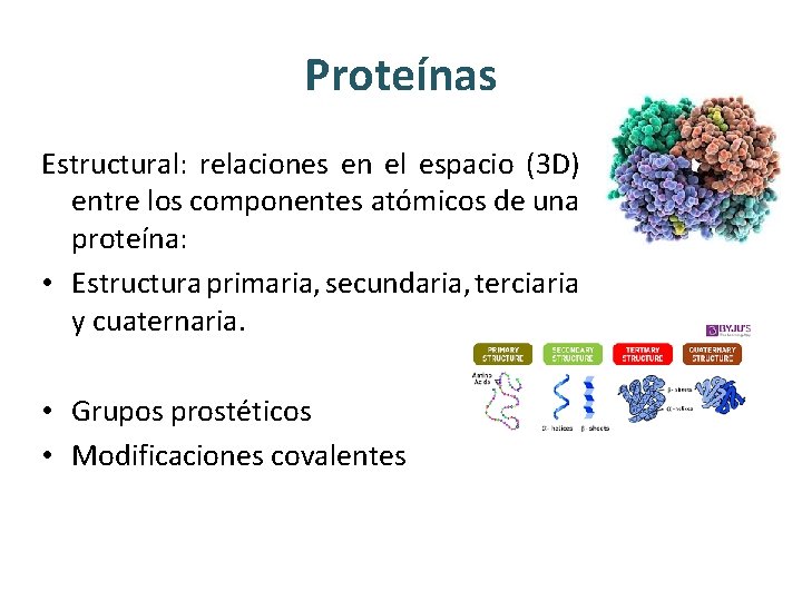 Proteínas Estructural: relaciones en el espacio (3 D) entre los componentes atómicos de una Proteínas Estructural: relaciones en el espacio (3 D) entre los componentes atómicos de una
