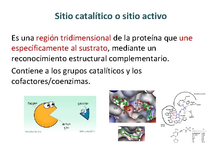 Sitio catalítico o sitio activo Es una región tridimensional de la proteína que une Sitio catalítico o sitio activo Es una región tridimensional de la proteína que une