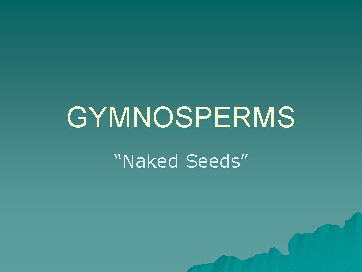 GYMNOSPERMS “Naked Seeds” 