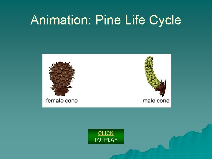 Animation: Pine Life Cycle CLICK TO PLAY 