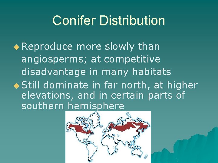 Conifer Distribution u Reproduce more slowly than angiosperms; at competitive disadvantage in many habitats