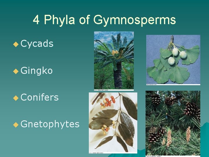 4 Phyla of Gymnosperms u Cycads u Gingko u Conifers u Gnetophytes 