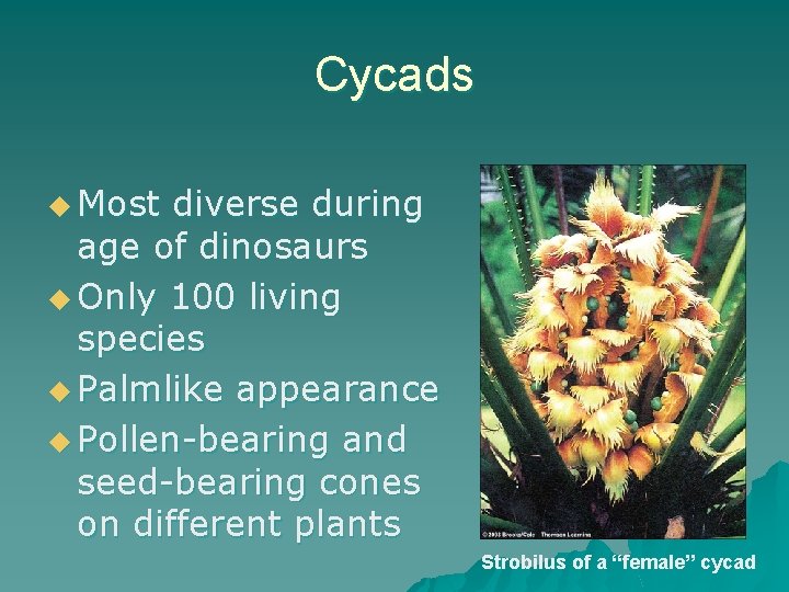 Cycads u Most diverse during age of dinosaurs u Only 100 living species u