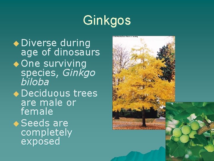 Ginkgos u Diverse during age of dinosaurs u One surviving species, Ginkgo biloba u