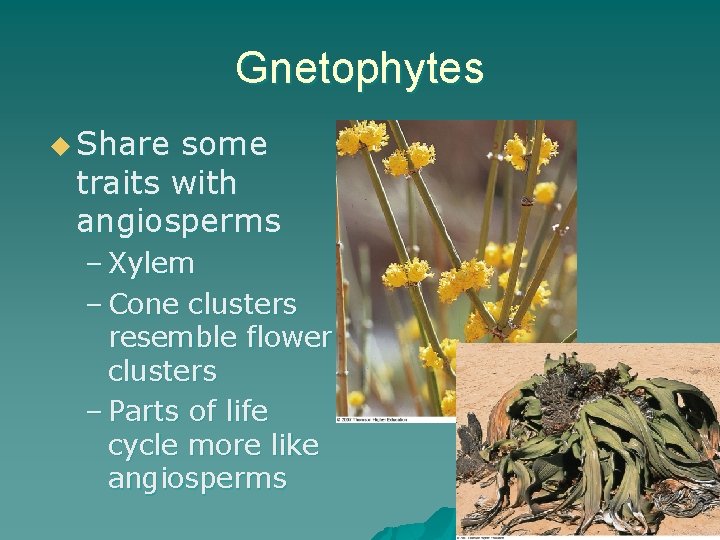 Gnetophytes u Share some traits with angiosperms – Xylem – Cone clusters resemble flower