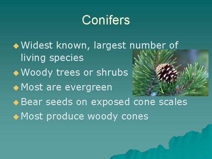 Conifers u Widest known, largest number of living species u Woody trees or shrubs