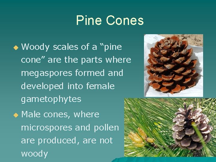 Pine Cones u Woody scales of a “pine cone” are the parts where megaspores