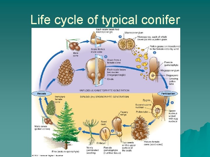 Life cycle of typical conifer 