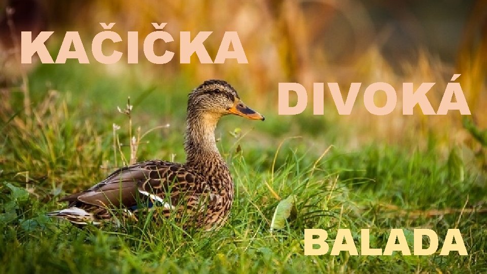 KAČIČKA DIVOKÁ BALADA 