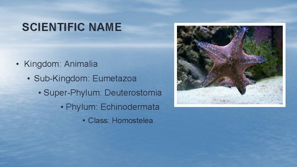 SCIENTIFIC NAME • Kingdom: Animalia • Sub-Kingdom: Eumetazoa • Super-Phylum: Deuterostomia • Phylum: Echinodermata SCIENTIFIC NAME • Kingdom: Animalia • Sub-Kingdom: Eumetazoa • Super-Phylum: Deuterostomia • Phylum: Echinodermata