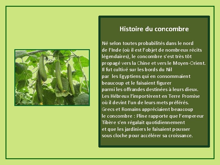 Histoire du concombre Né selon toutes probabilités dans le nord de l’Inde (où il