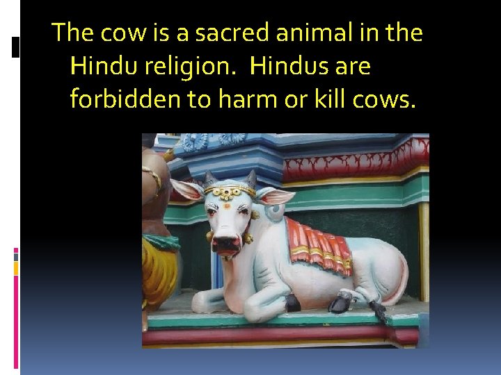 The cow is a sacred animal in the Hindu religion. Hindus are forbidden to