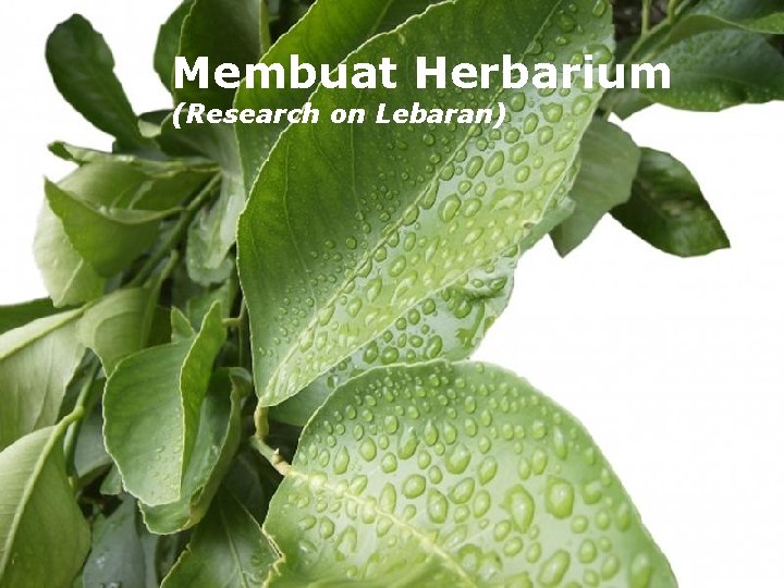Membuat Herbarium (Research on Lebaran) Page 1 