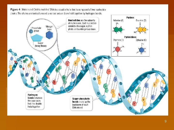 13 1 The Structure of DNA I The